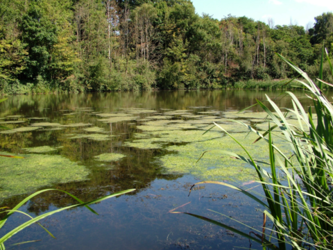 Eaton Bank Pool