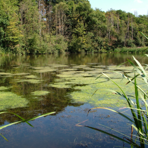 Eaton Bank Pool