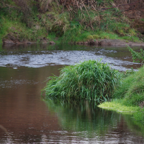 River Dane