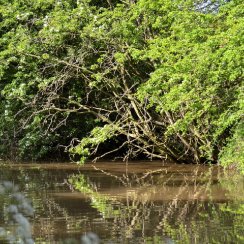 Trent and Mersey Canal