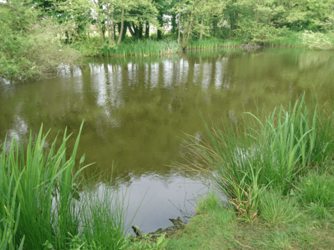 Davenham Pits